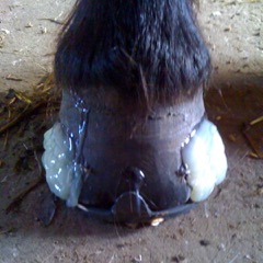 manglende horn erstattet med kunst hov