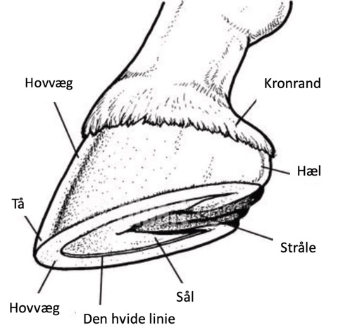 billedet forestiller hoven på hesten